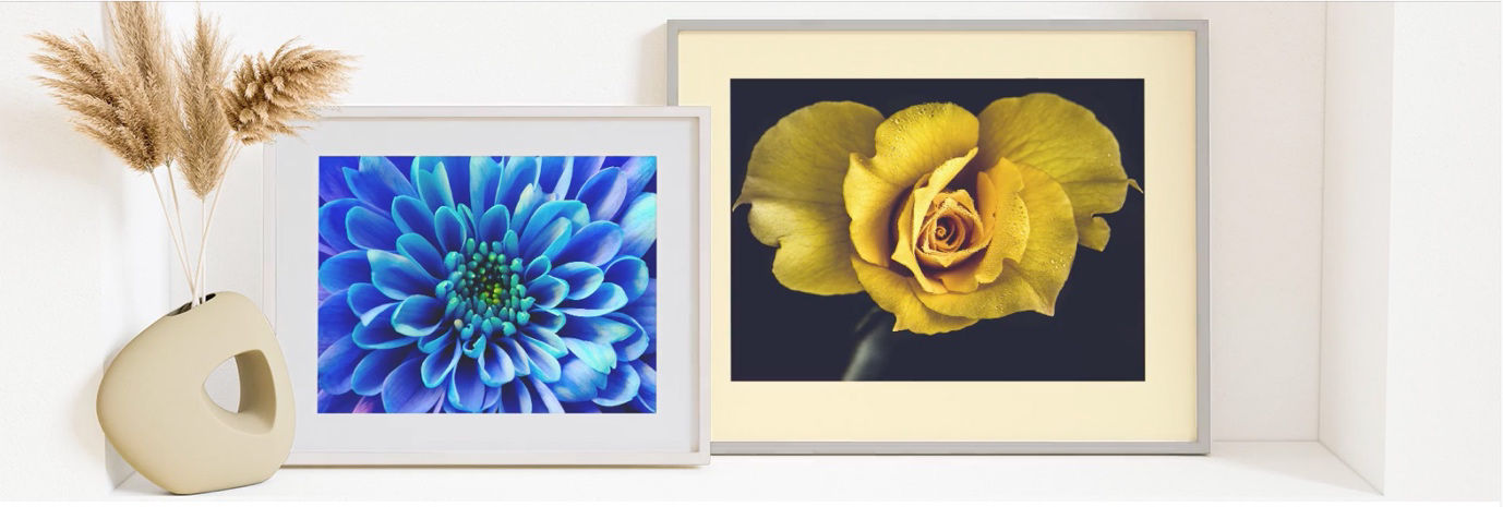 A close-up of a flowerDescription automatically generated