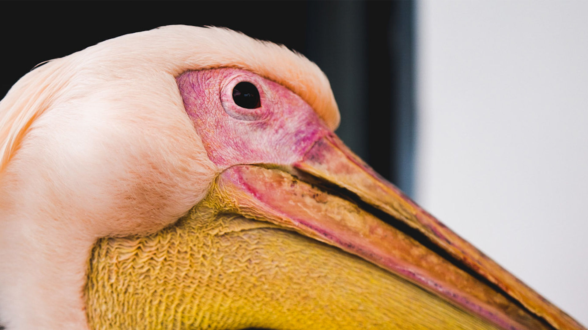 Zoom in en pan over de foto waarop u hebt ingezoomd in Adobe Photoshop Lightroom CC voor Apple TV.