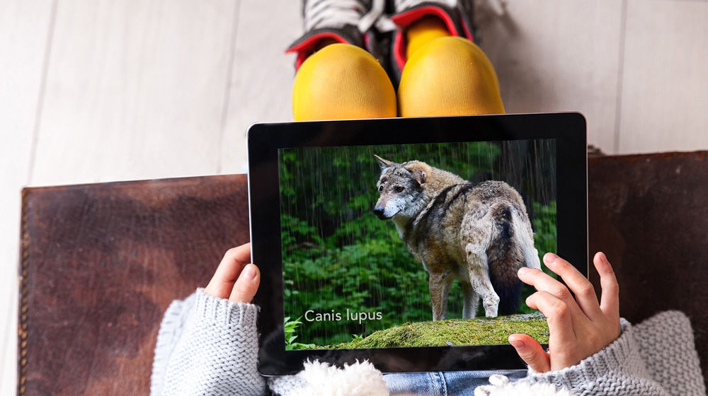Woman holds a tablet displaying a wolf on a hill in the rain.