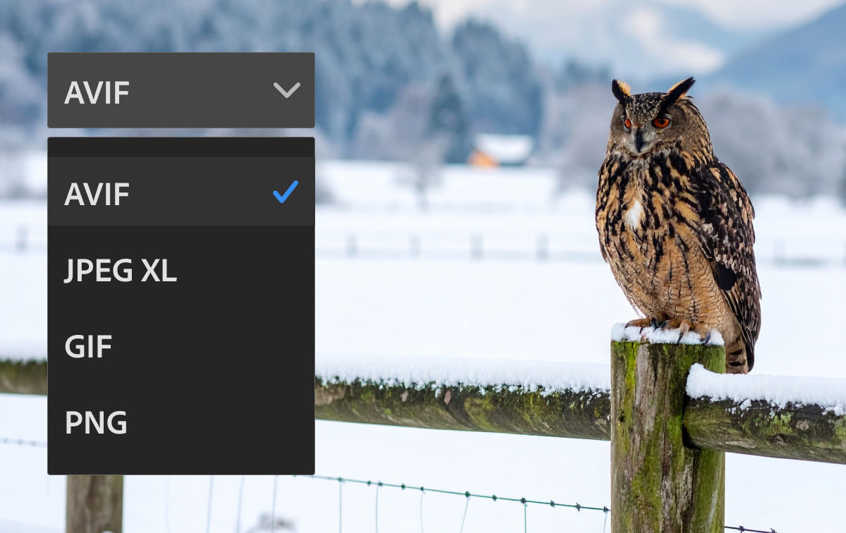 A cartoon of a seal with sunglasses on a plate