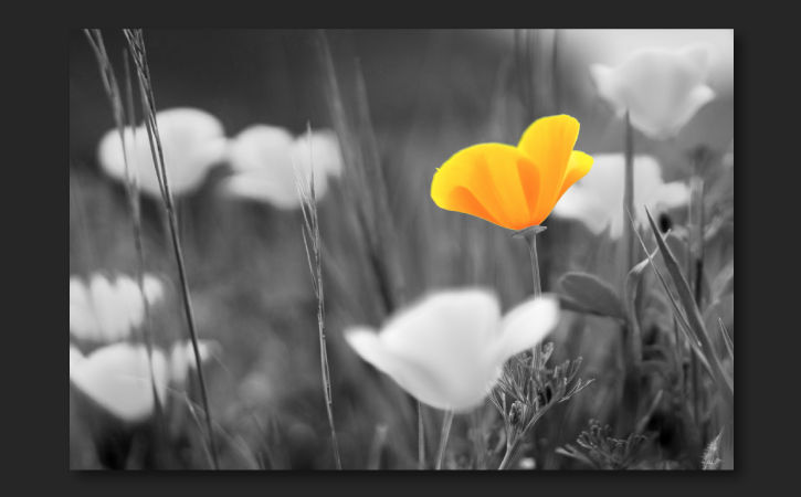Black and white image of a field with light colored flowers and one bright yellow flower. 