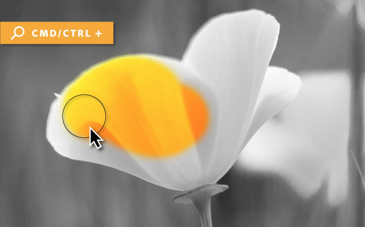 Yellow shows through on a black and white flower where the Brush tool has painted.