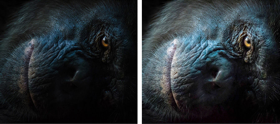 Side by side photos of a gorilla face with one side lightened to reveal more detail