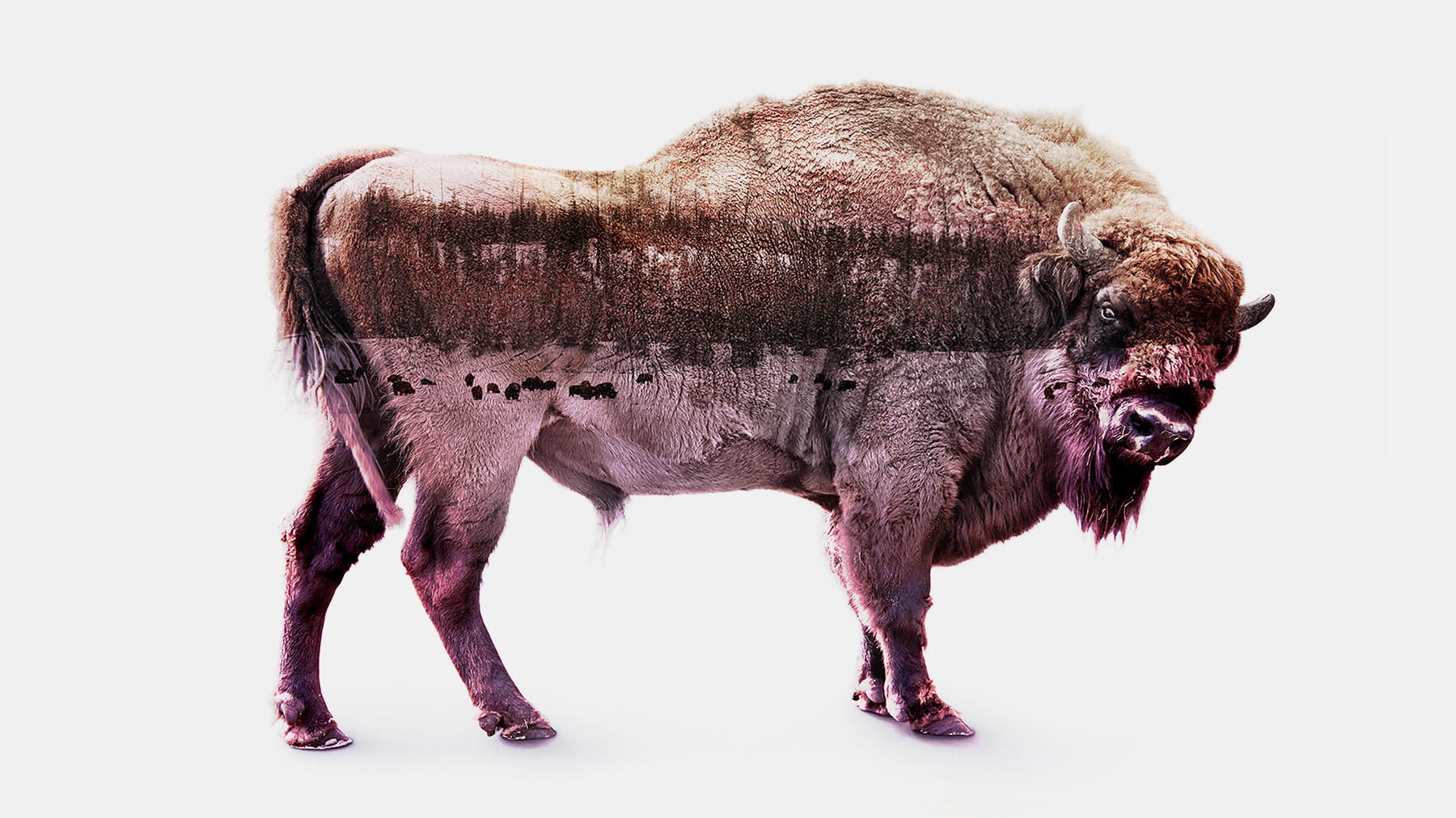 Composite image shows a wintery frontier landscape composited inside a bison against a white background.