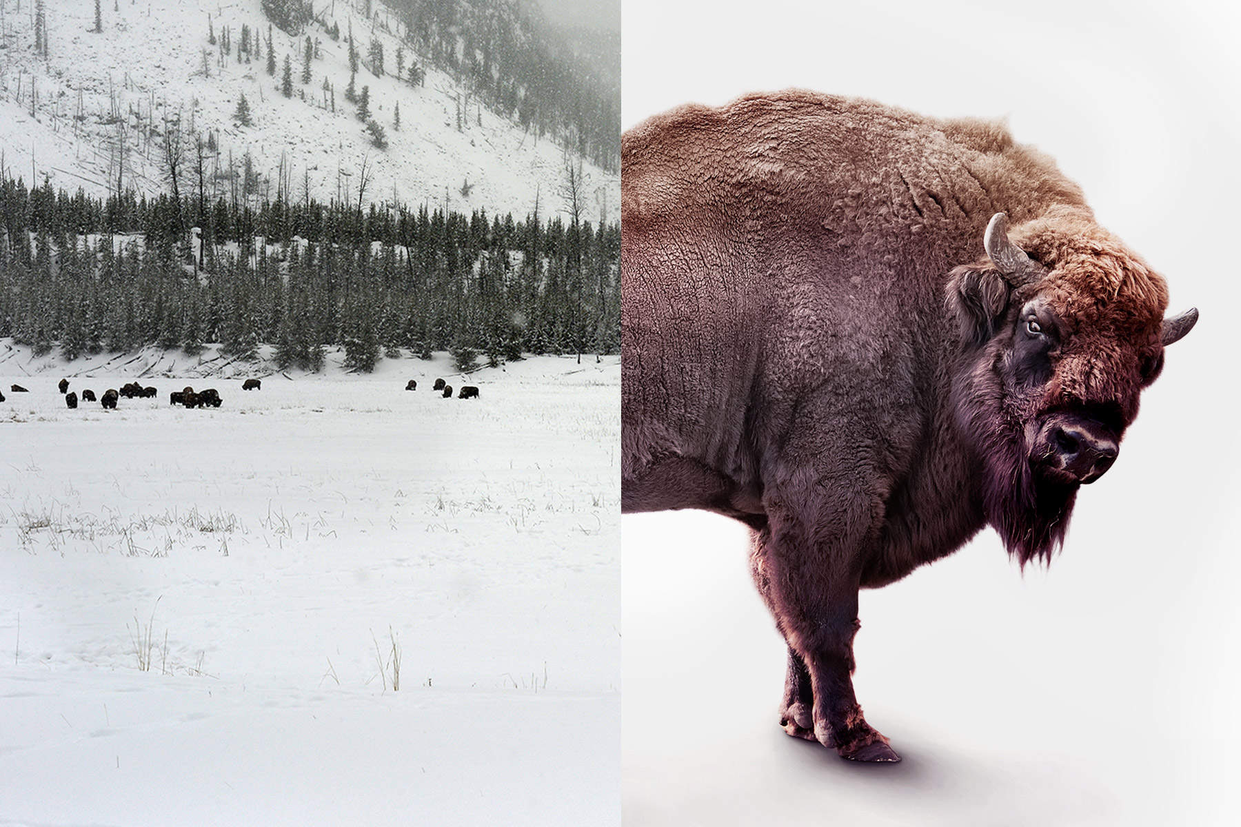 Left side shows a wintery frontier landscape photo, right side shows the front half of a bison against a white background.