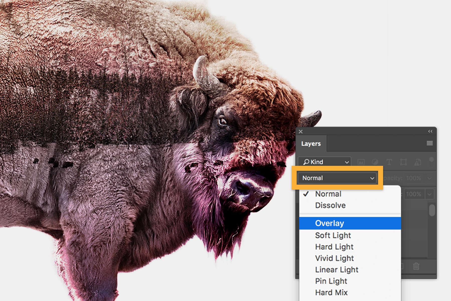 Composite photo shows front half of bison blended with winter frontier photo, Layers panel shows Blend Mode set to Overlay.