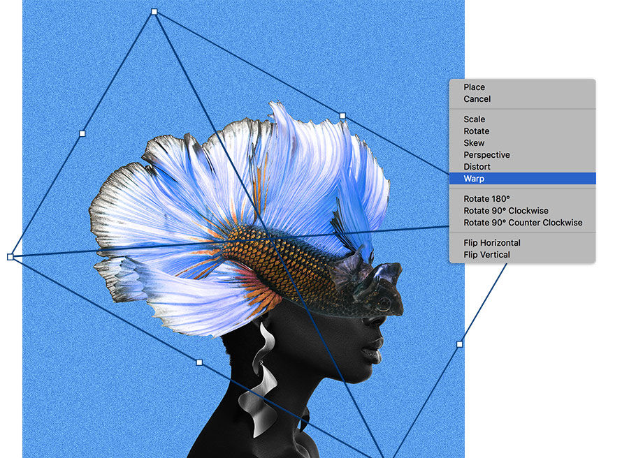Photo of bettafish with Transform tool guides visible over the model, right-click menu shows Warp option selected