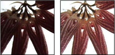 Photoshop Shadow/highlight correction