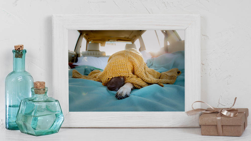 Framed vignette of a puppy lying on a blanket in the back of a car with yellow sweater over its head. 