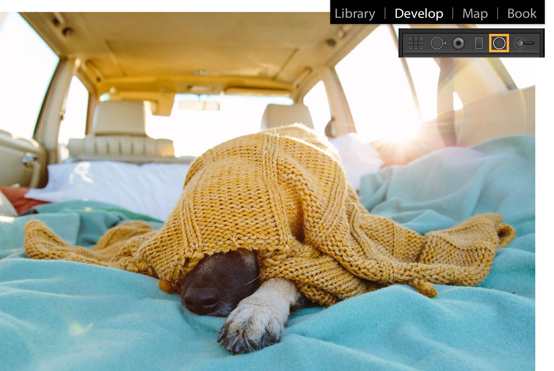 Puppy lying on a blue blanket in the back of a car with a yellow sweater over its head