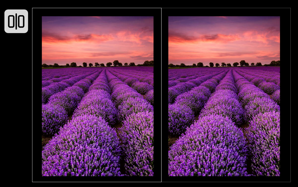 Een afbeelding van een kwal