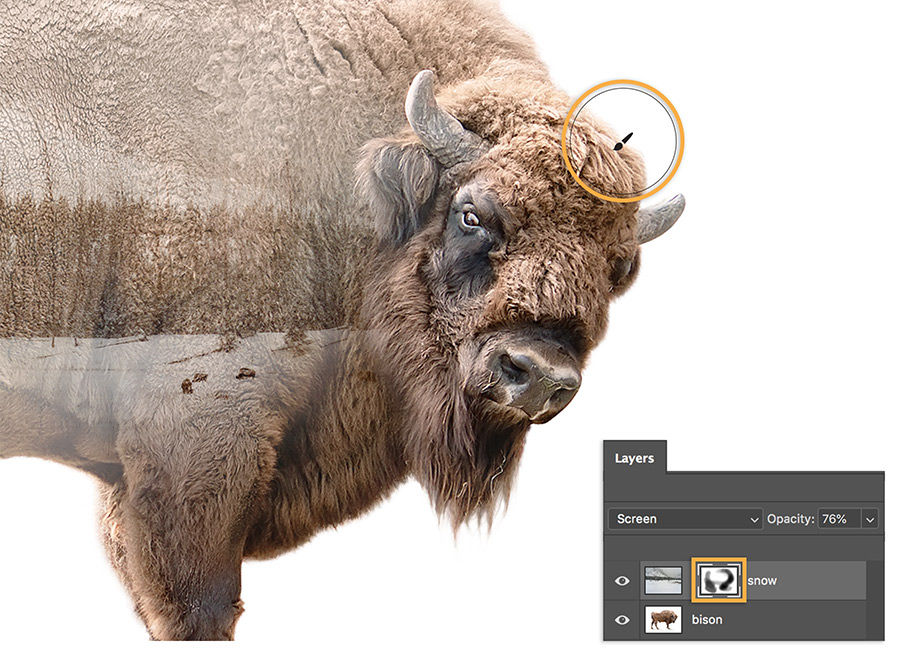 Mask added to snow layer, bison’s face and legs painted with black brush to reveal greater detail.