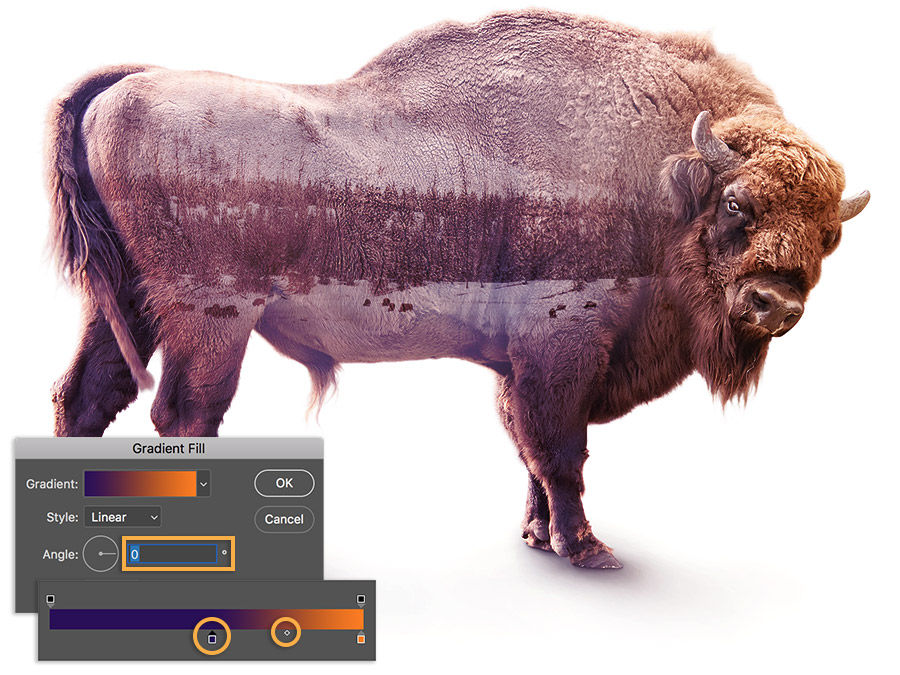 Gradient fill angle set to 0, color stop and midpoint adjusted to achieve desired effect of keeping focus on bison’s face. 