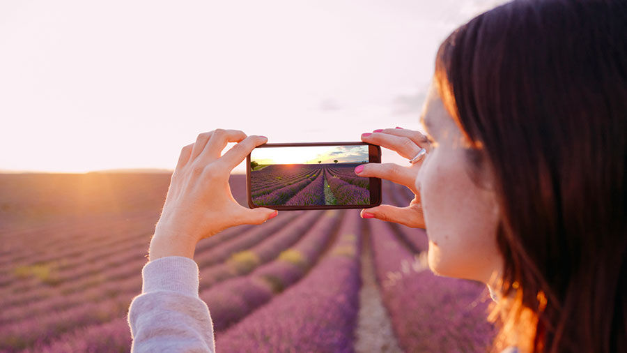 A person taking a photo with her phone of a lavender field