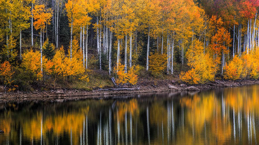 A beautiful autumn landscape photo of trees by a lake with the bright yellow and orange fall colors reflected in the still water.