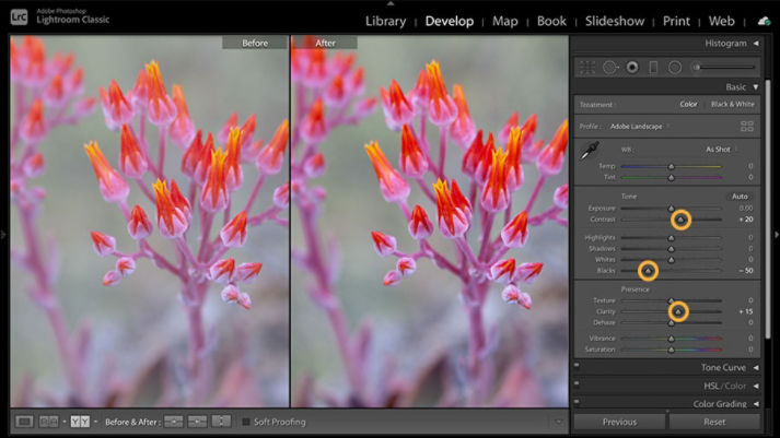 Develop module shows a photo of flowers before (left) and after (right) making changes with the Contrast, Blacks, and Clarity sliders.