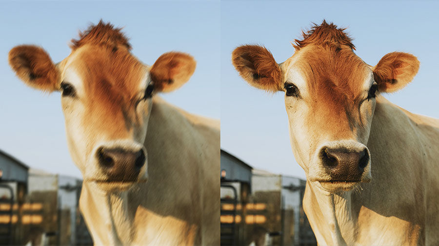 Side by side images of a cow with one side blurry and the other in focus