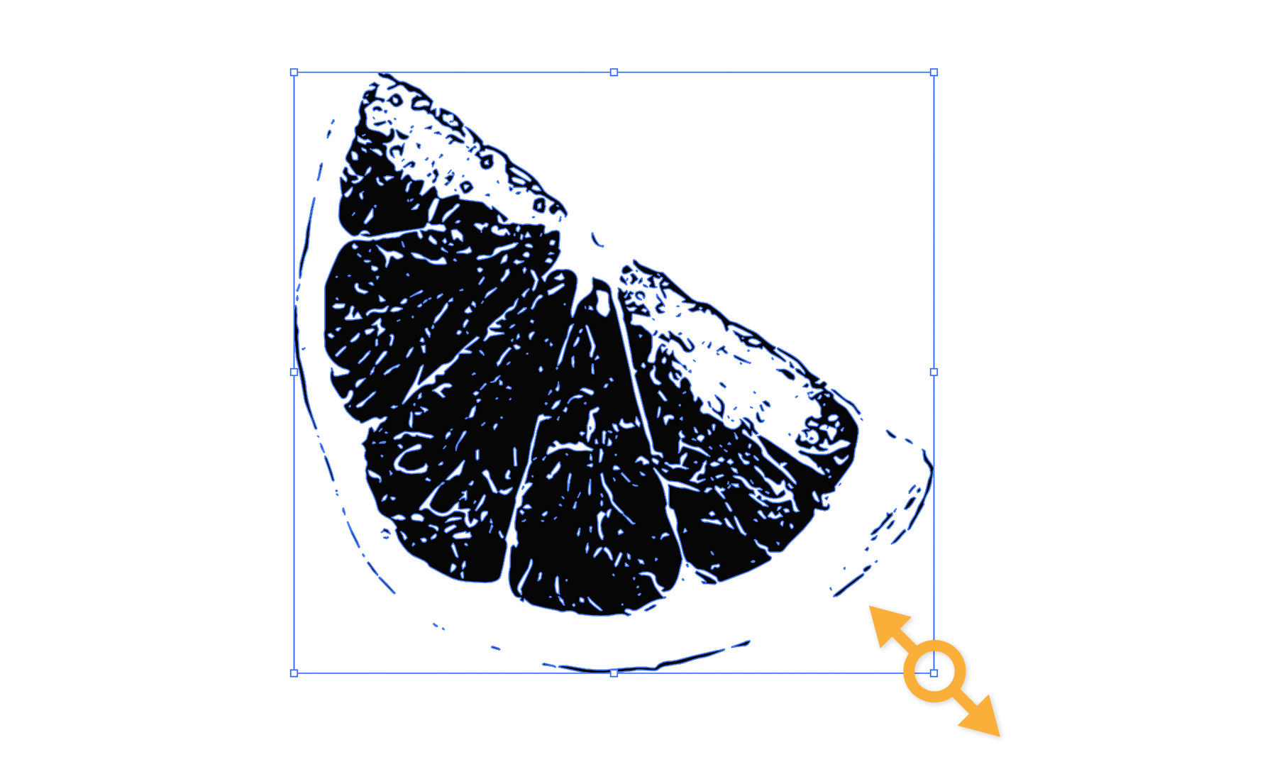 The grapefruit slice is reshaped proportionally by Shift+dragging the corner handles.