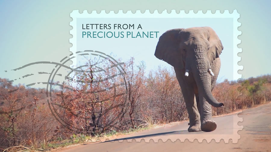 Elephant walking down a dirt road on a postage stamp. The words “LETTERS FROM A PRECIOUS PLANET” appear at the top. 