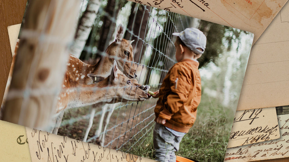 Toddler boy feeding deer through fence.
