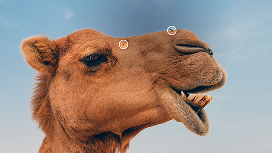 Close up of a camel face with distracting spots circled to highlight what will be removed