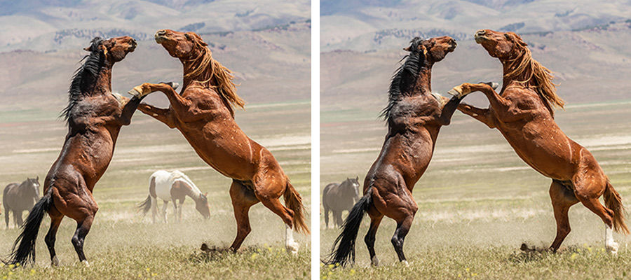 Side by side images of two horses sparring, one side shows another horse removed from the background