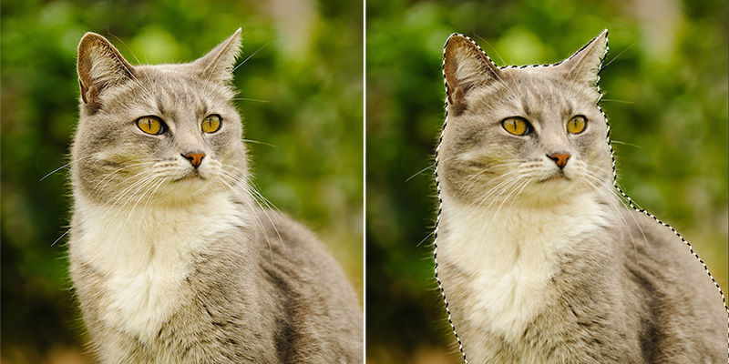 Apply Select subject quick action in your image