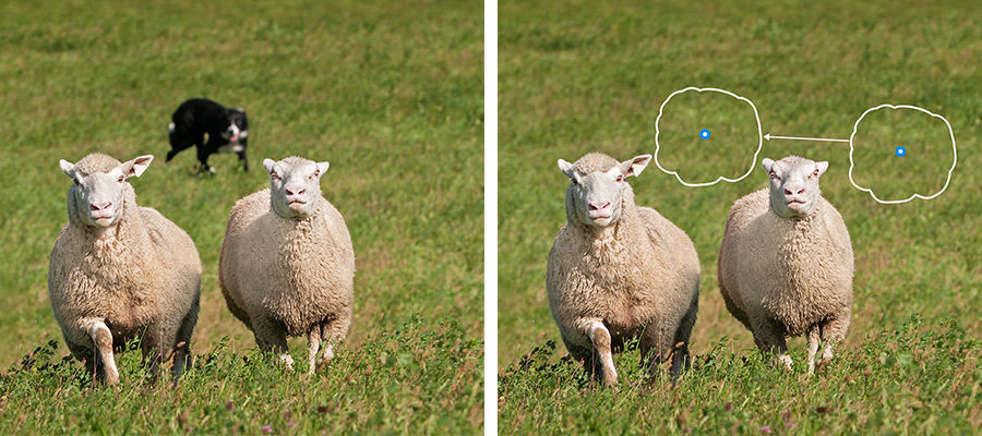 Side by side images of two sheep running toward the camera, a dog has been removed from the background in the right-side image