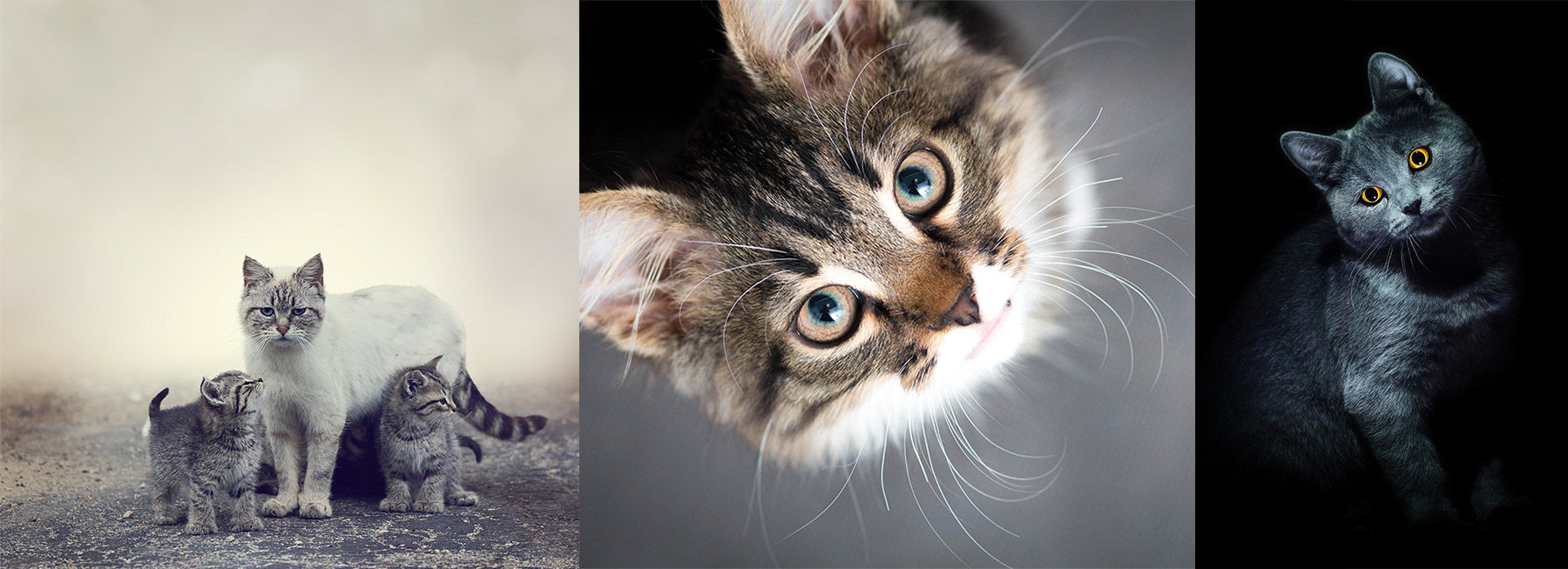 Collage of 3 photographs of cats, looking at the camera from different angles.