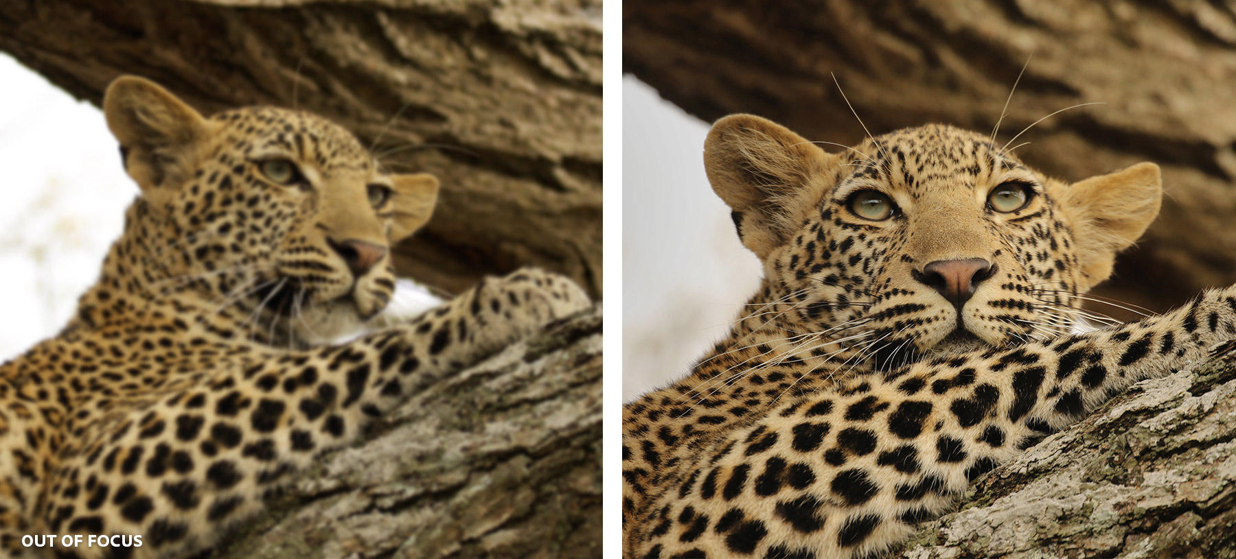 A collage of two photographs of a leopard, comparing the subject being out of focus and in focus.