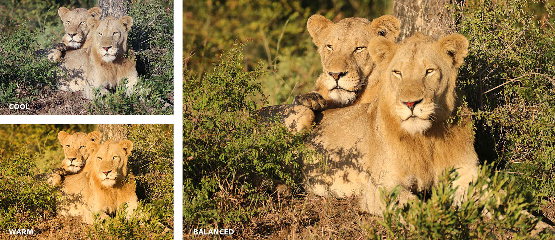 A collage of three photographs of lions, comparing warm, cool, and balanced color temperature.