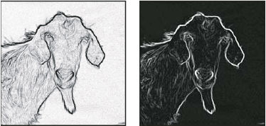 Photoshop Edges filter applied and image inverted