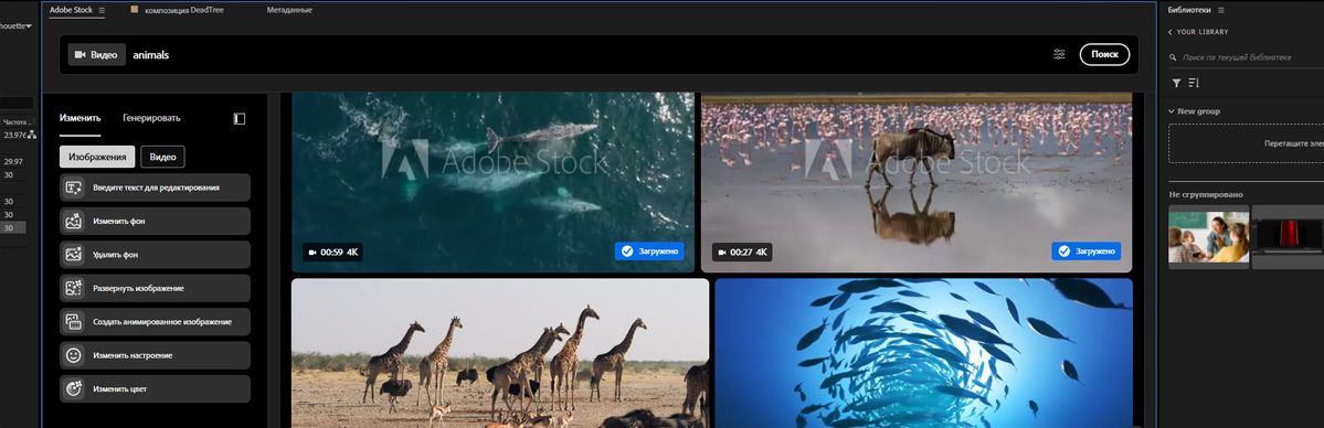 Поиск по ключевым словам в панели Adobe Stock отображает миниатюры соответствующих изображений и видео.
