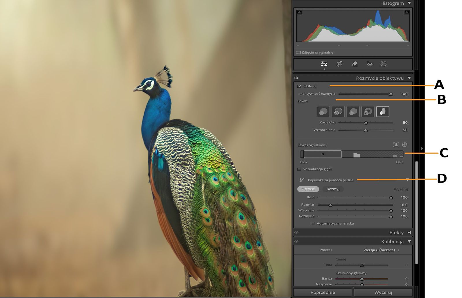 Obraz pawiego pióra z wycinkami wyjaśniającymi kroki zastosowania rozmycia obiektywu