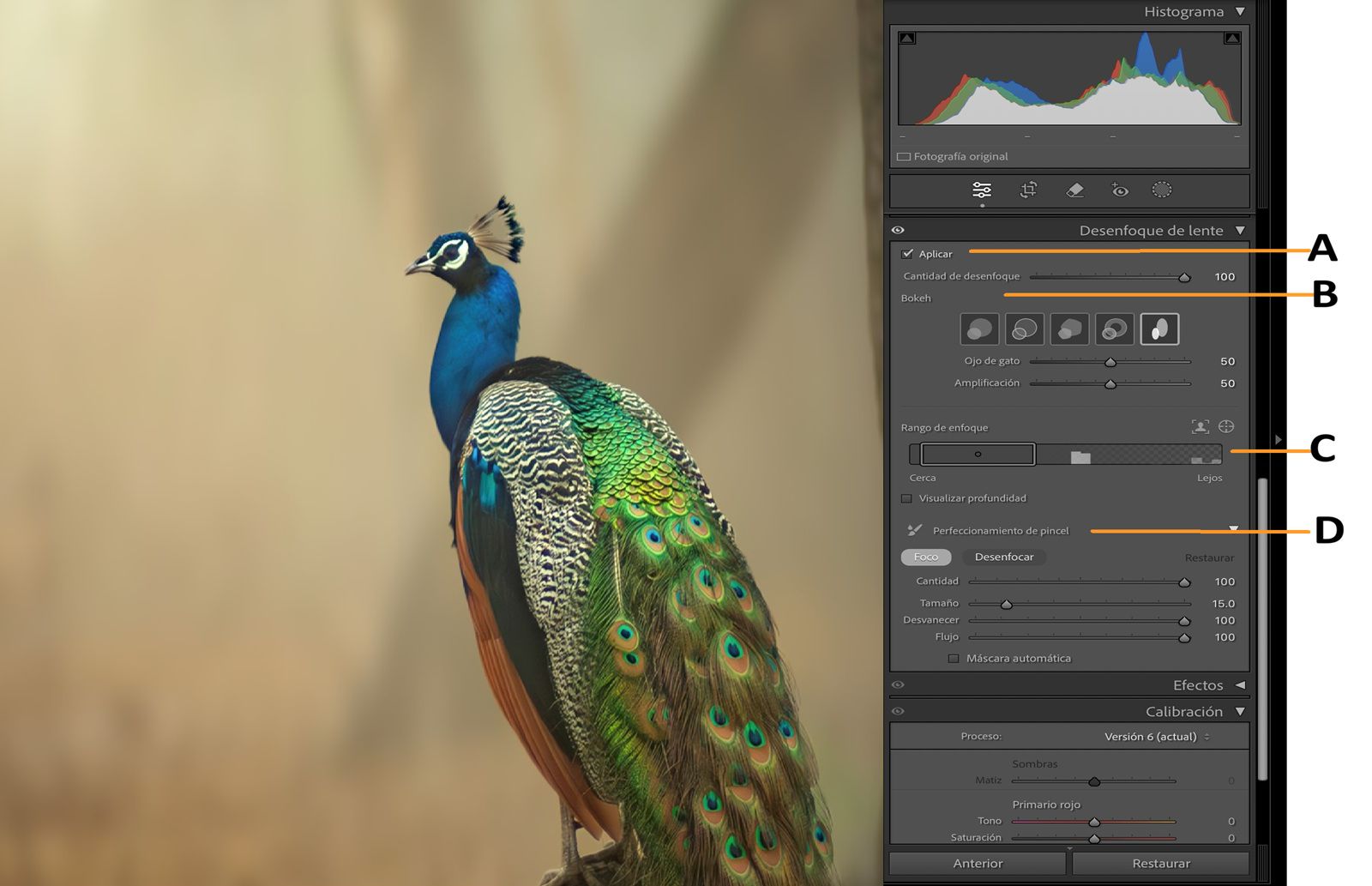 Imagen de un pavo real con plumas en los que se explican los pasos para aplicar el Desenfoque de lente
