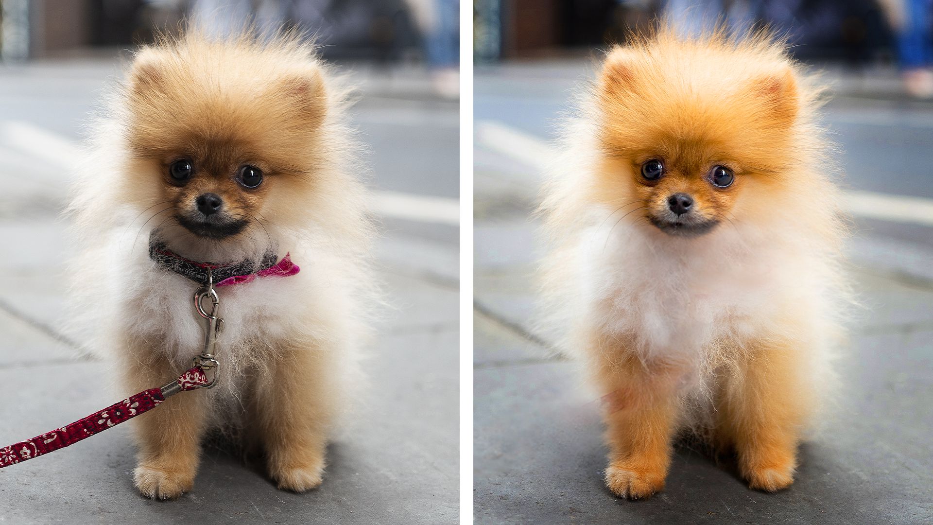 Edición guiada de mascota perfecta