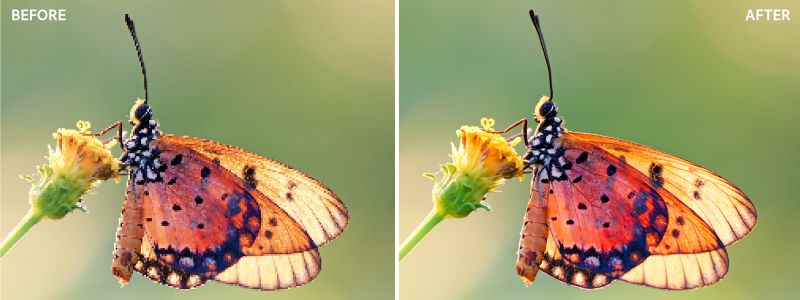 Camera Raw의 슈퍼 해상도 적용