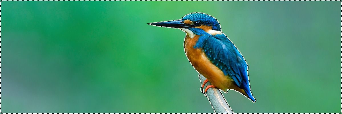 Isoleer en selecteer snel de achtergrond rond de ijsvogel met de toverstaf. 