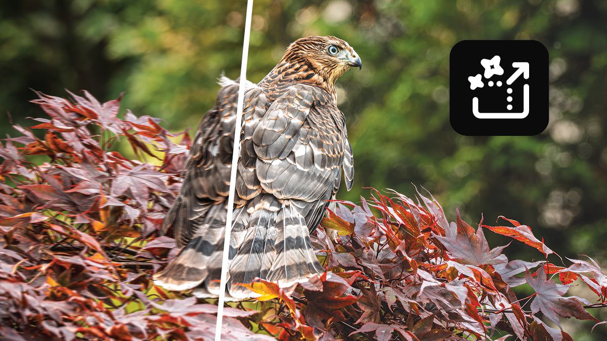 A graphic of a jellyfish