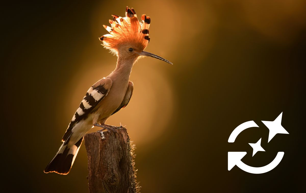 Gráfico de una medusa